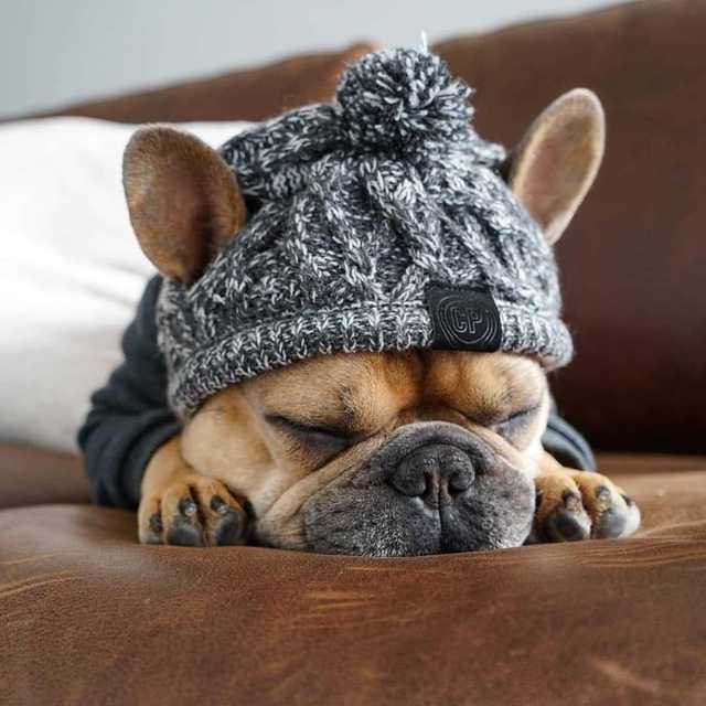 Knitted Dog Hats
