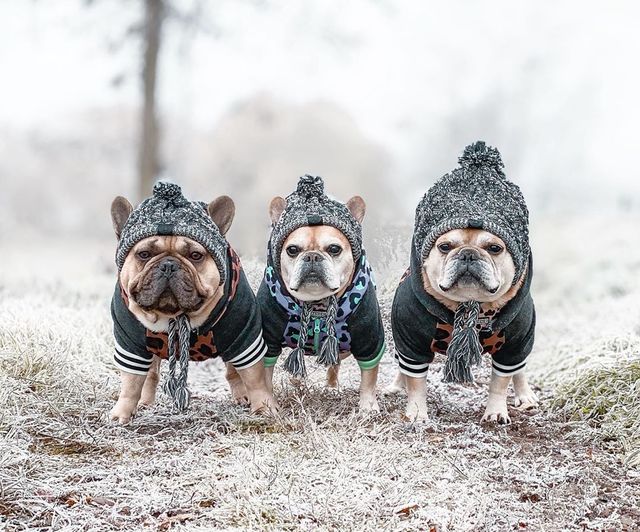 Knitted Dog Hats