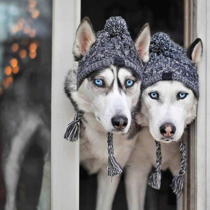 Knitted Dog Hats