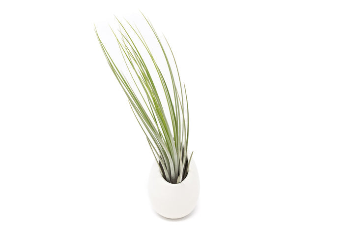 Large Ivory Ceramic Hanging Planter With Flat Bottom