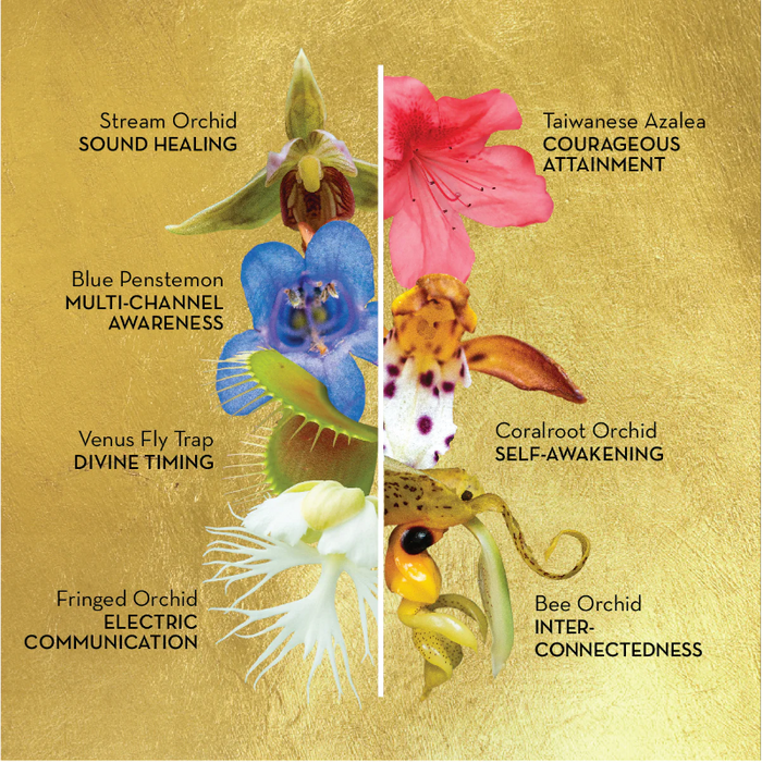 LotusWei Sacred Awareness Flower Elixir 3