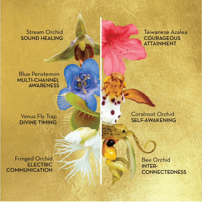 LotusWei Sacred Awareness Mist 2