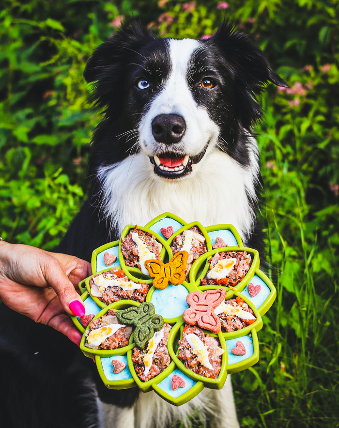 Low-Profile Mandala Tray for Dog Meals