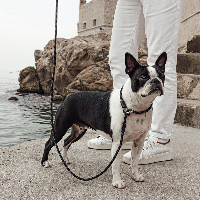 Dog with Luca Rope Leash LITE from EzyDog