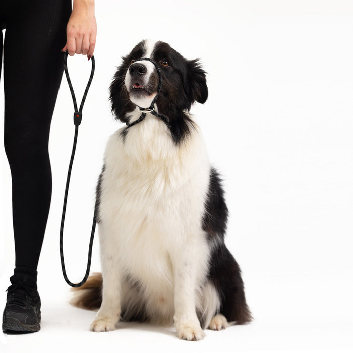 Dog with Luca Rope Leash