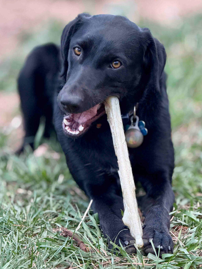 Natural Branch Shaped Nylon Chew