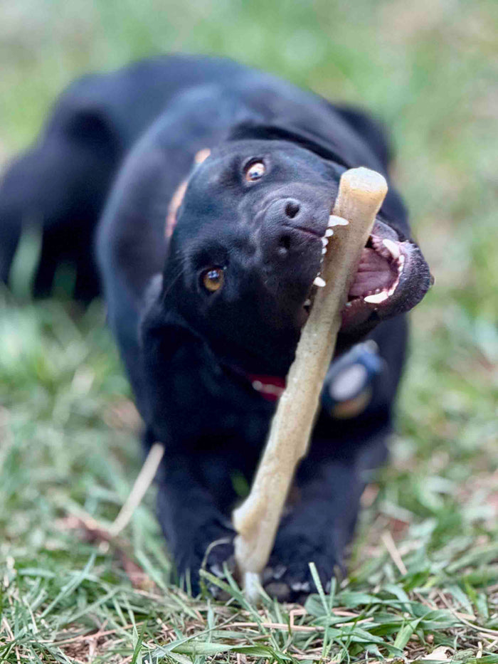 Natural Branch Shaped Nylon Chew