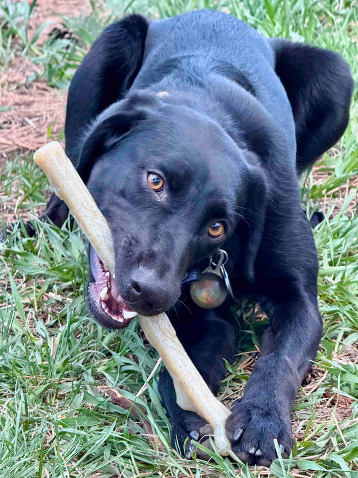 Natural Branch Shaped Nylon Chew