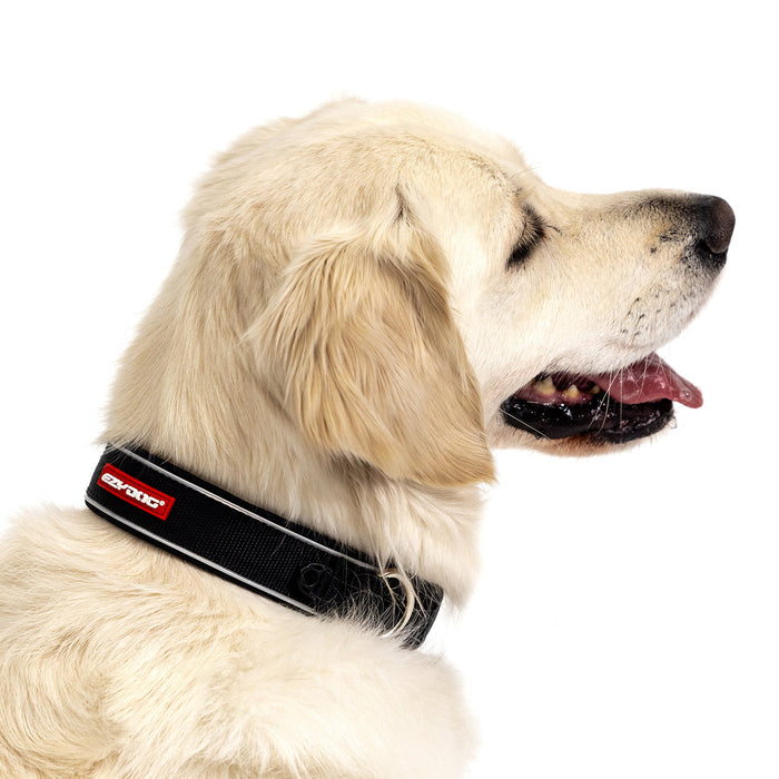 Neo Classic Dog Collar on a dog