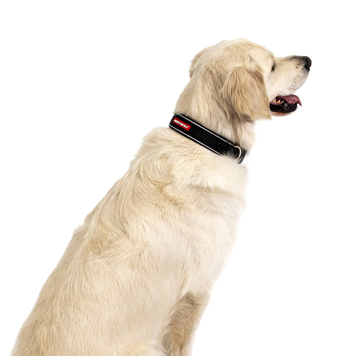 Large Dog with Neo Classic Dog Collar