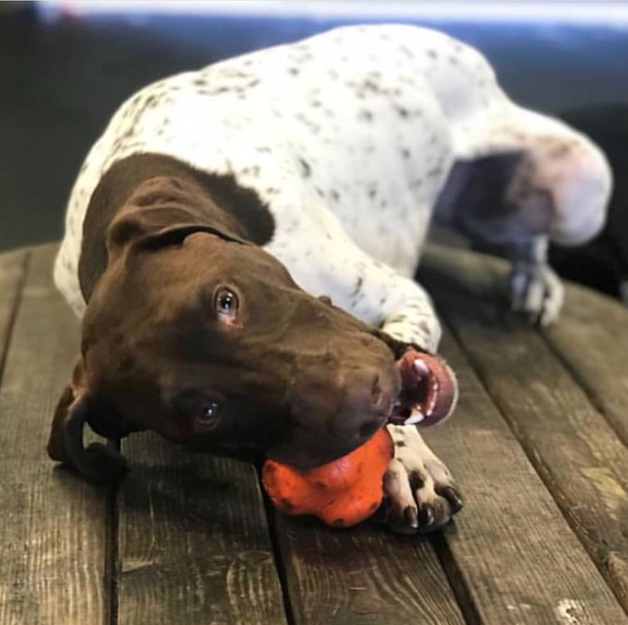 Orange Crazy Bounce Fetch Ball