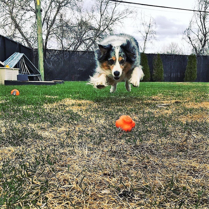 Orange Crazy Bounce Fetch Ball
