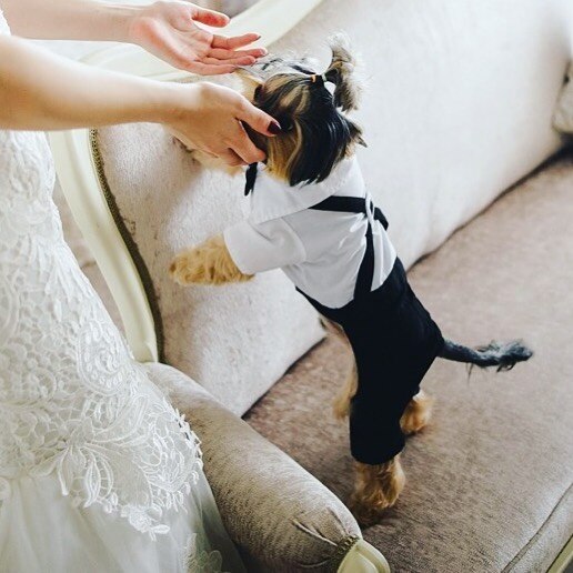 Pet Wedding Suit