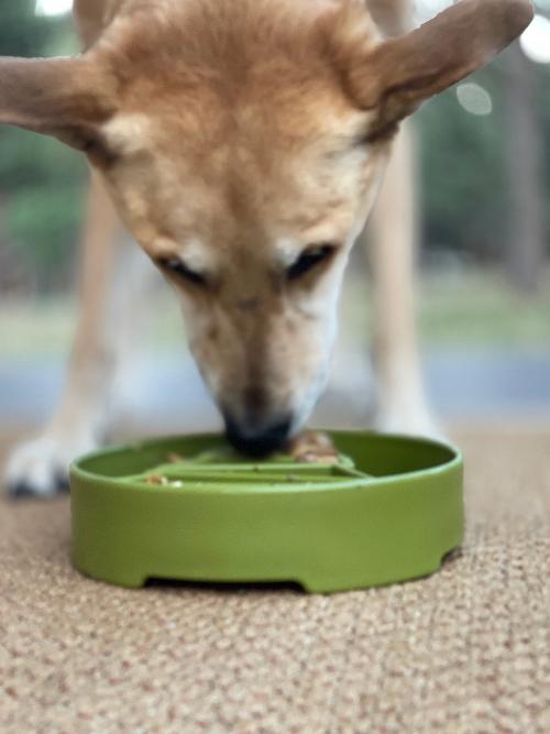 Pine-Tree Meal Bowl with Deep Compartments