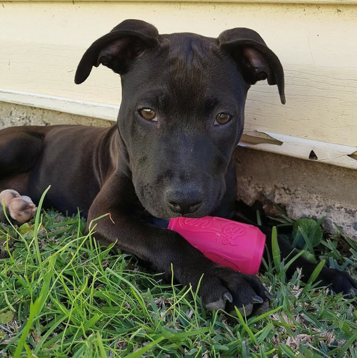 Pink Puppy Can Rubber Treat Toy