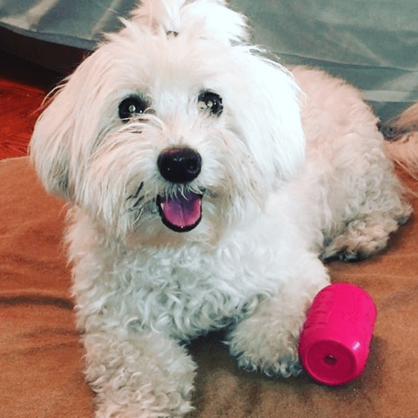 Pink Puppy Can Rubber Treat Toy