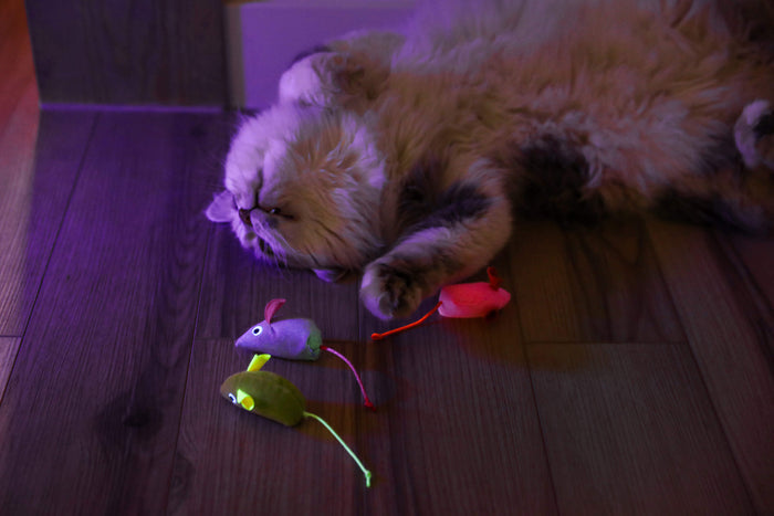 A fluffy cat lies on its back on a wooden floor, next to three Quirky Kitty Glow Mice—catnip & silvervine-filled glowing toys for nighttime play. Soft purple light illuminates the scene.