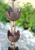 Rain Chain Lily Flower Copper Cups RainChains