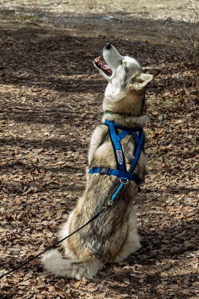 Raven Belt Package | Adventure Harness
