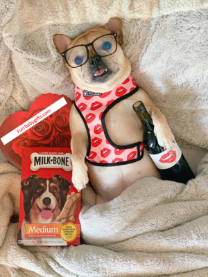 Red Dog Harness and Leash — Lips Print Mesh Set
