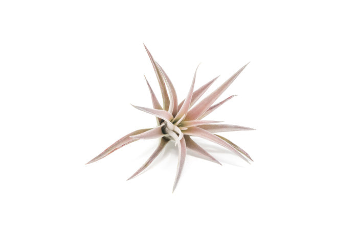 SALE - Tillandsia Harrisii Air Plants - Set of 10, 15, or 20 - 60% Off