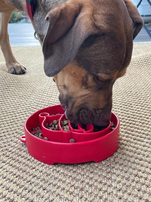 Santa-Pattern Dog Bowl for Holiday Meals