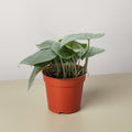 Scindapsus Platinum Java