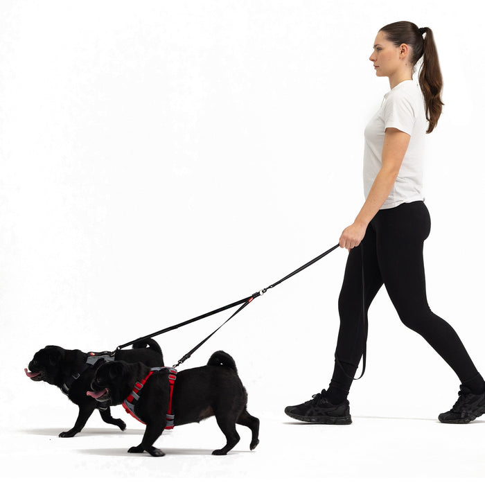 woman walking 2 dogs with EzyDog soft touch coupler
