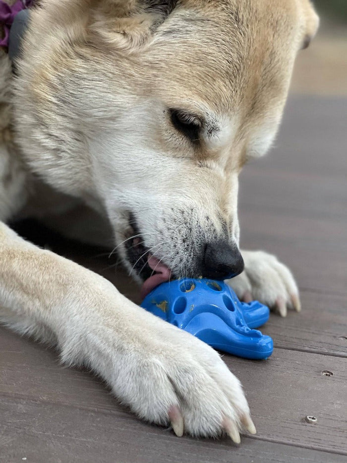 Starfish Pocket Nylon Treat Toy