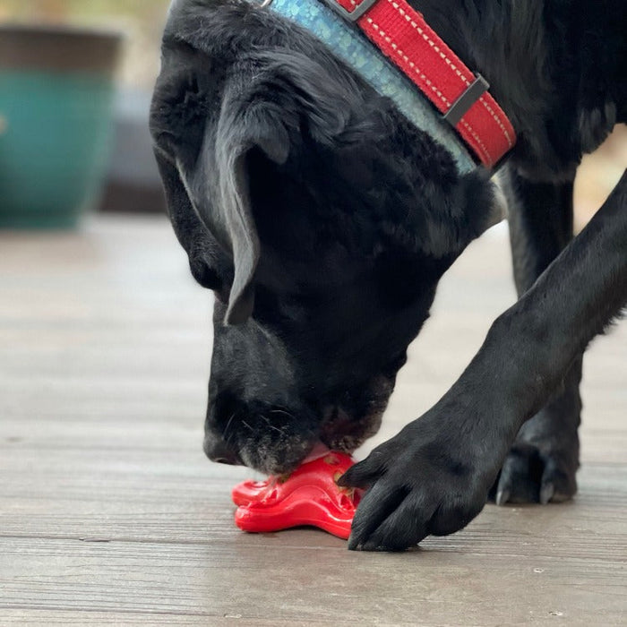 Starfish Pocket Nylon Treat Toy