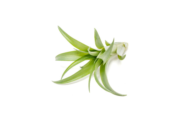 Tillandsia Abdita Brachycaulos Air Plants -  Set of 10, 20 or 30 - 60% Off