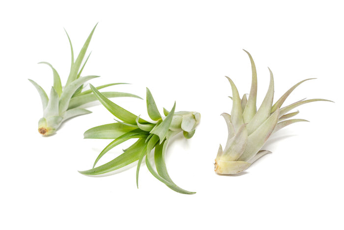 Tillandsia Abdita Brachycaulos Air Plants -  Set of 10, 20 or 30 - 60% Off