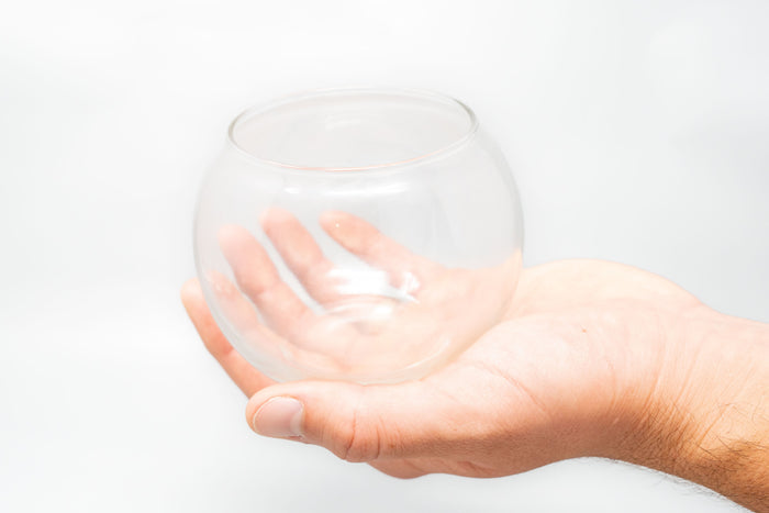 Tillandsia Harrisii Air Plant Bubble Bowl Terrarium