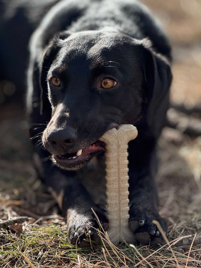 Tough Bone Textured Nylon Chew