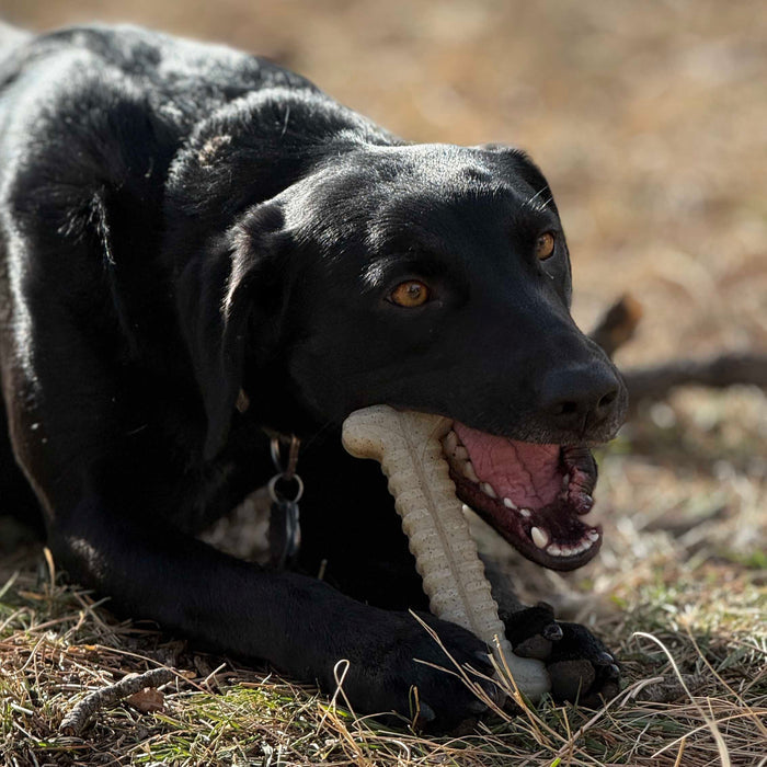 Tough Bone Textured Nylon Chew