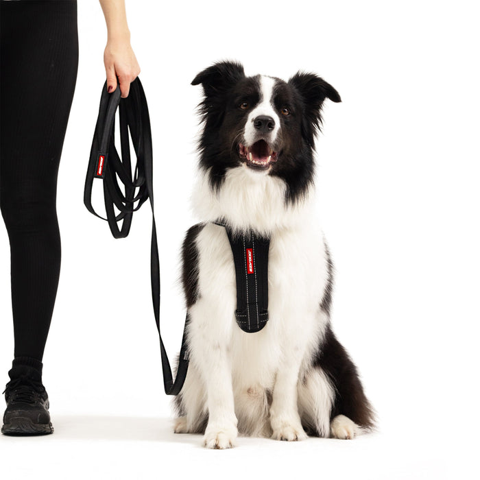 Border Collie wearing EzyDog Track N Train Long Dog Lead – 5m Black Leash for Training and Recall
