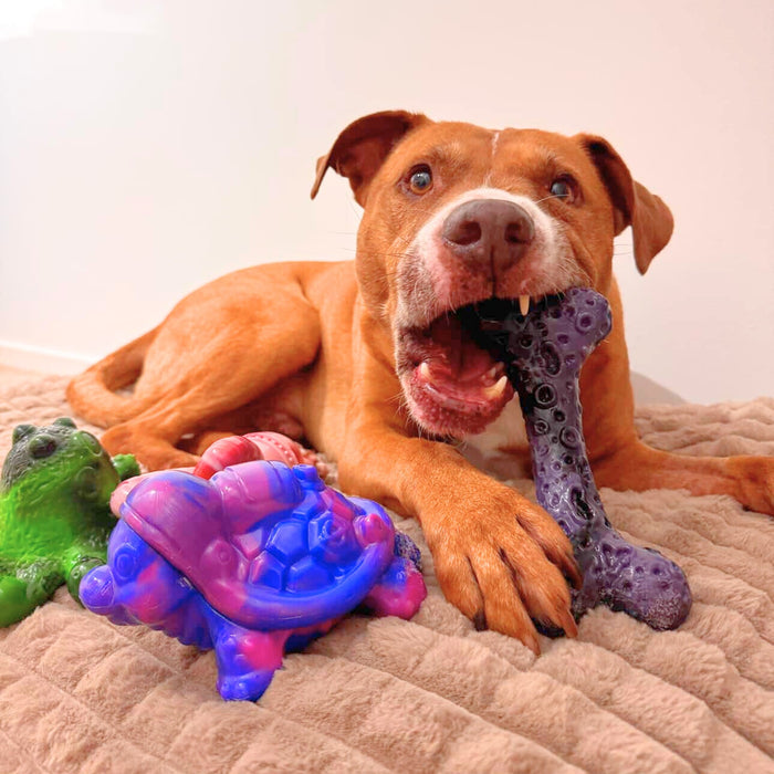 Treat & Toy Combo (Chewzilla® Galactic Quest Collection)