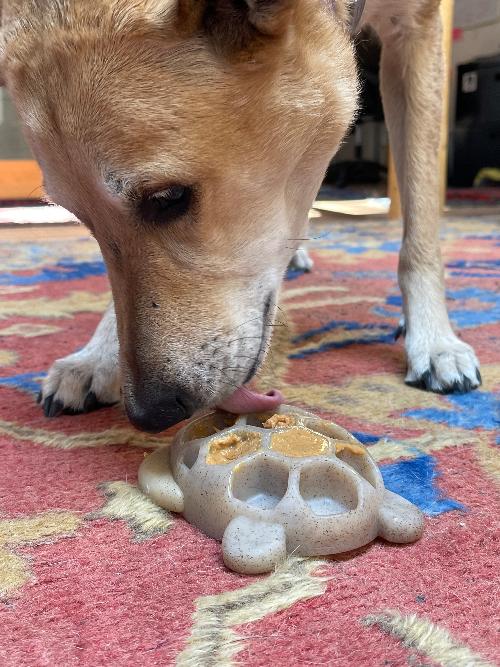 Turtle Shell Pocket Nylon Treat Toy