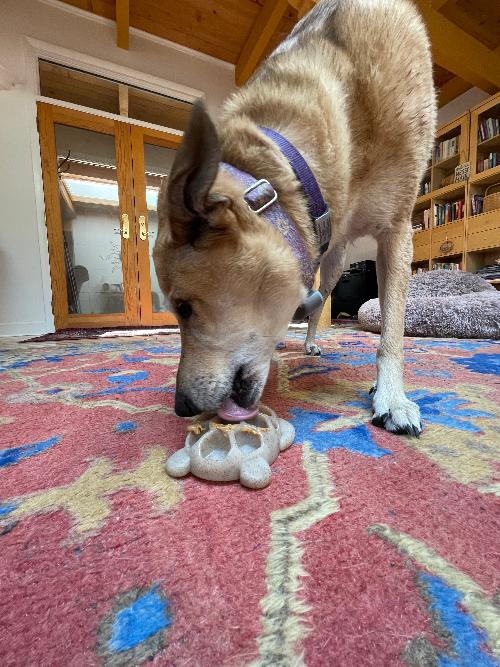 Turtle Shell Pocket Nylon Treat Toy