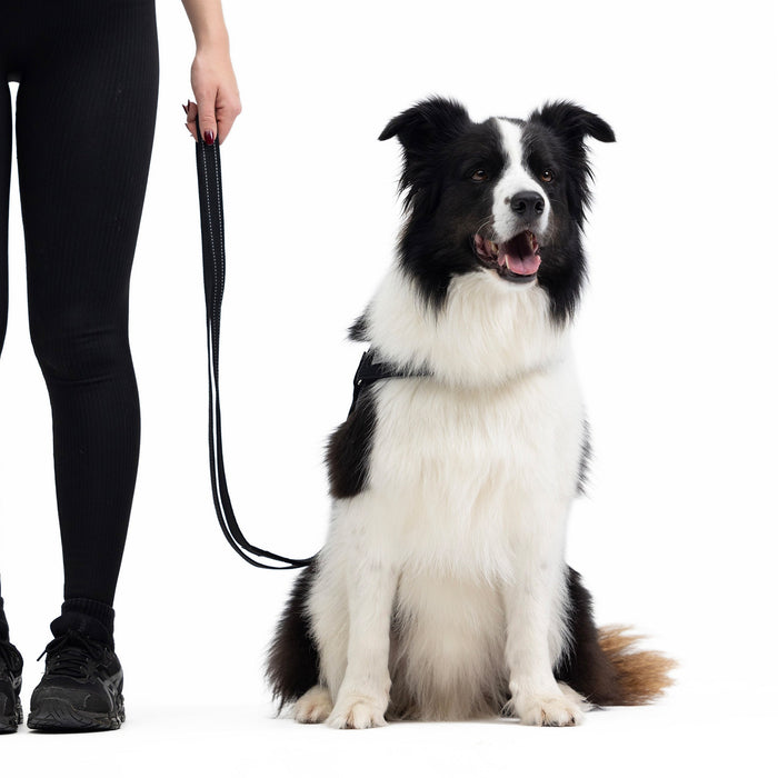 dog with vario 4 multi functional leash