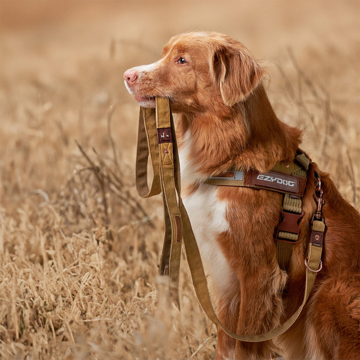 dog biting vario 4 multi functional leash
