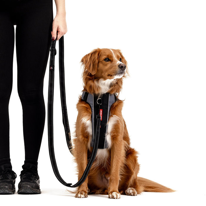 Medium dog with Vario 6 Multi Function Leash