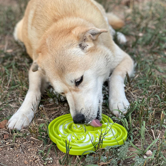 Water Frog Shallow Feeding Tray