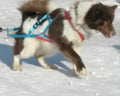 Weight Pull Harness