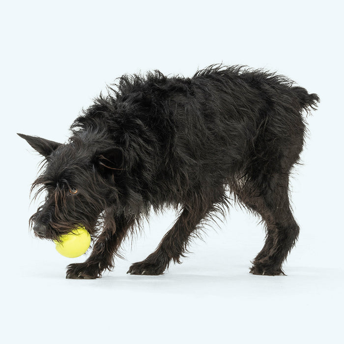 West Paw Jive Bouncy Dog Ball — Durable Fetch Toy for Tough Chewers