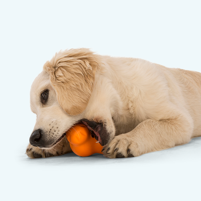 West Paw Tux Treat Dispensing Dog Toy — Built for Tough Chewers