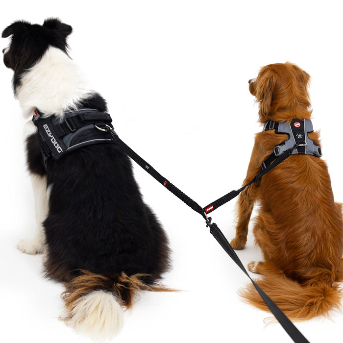 Two dogs with Zero Shock Coupler