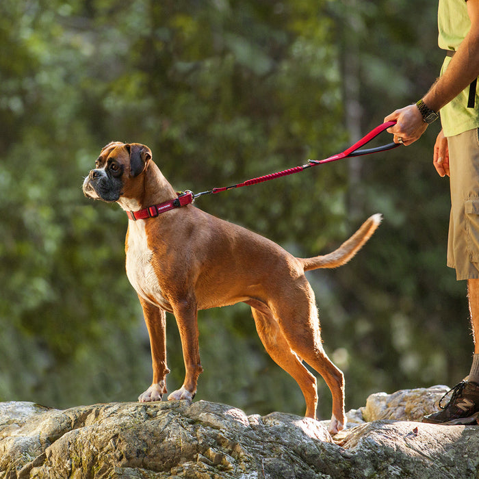 Boxer dog with Zero Shock Leash from EzyDog