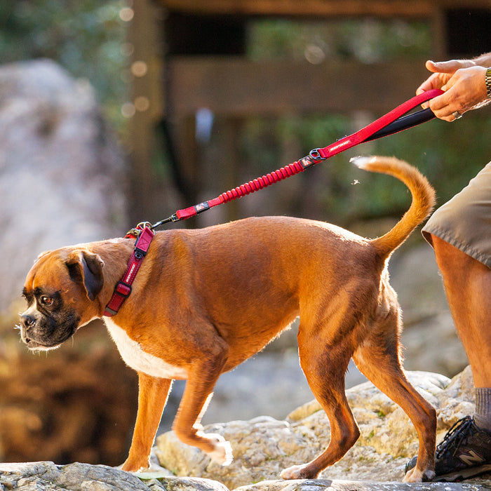 Boxer dog walking with Zero Shock Dog Leash from EzyDog