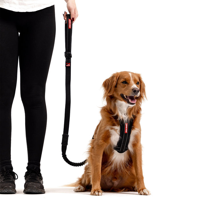 medium dog with zero shock leash